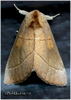 White-dotted Prominent MothNadata gibbosa #7915