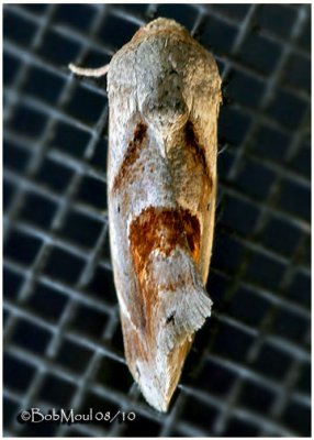 Tarache Terminimaculata MothTarache terminimaculata #9145