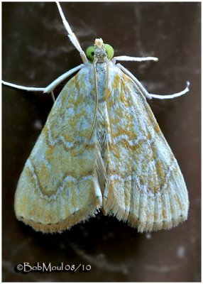 White-roped Glaphynia  MothGlaphyria sequistrialis  #4870