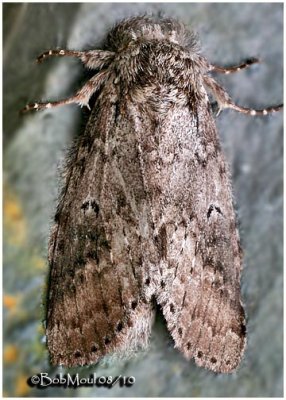 <h5><big>Variable Oakleaf Caterpillar Moth<br></big><em>Lochmaeus manteo #7998</h5></em>