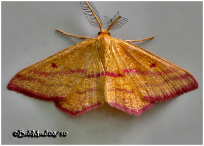 <h5><big>Chickweed Geometer Moth-Male<br></big><em>Haematopis grataria #7146</h5></em