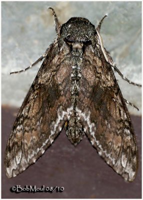 Carolina Sphinx MothManduca sexta  #7775