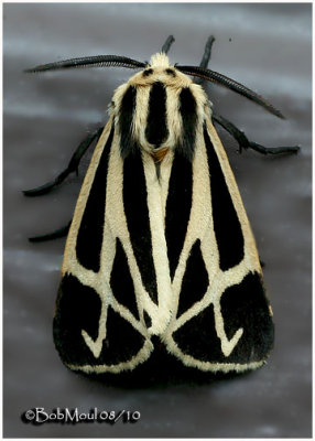Harnessed Tiger MothApantesis phalerata  #8169</em