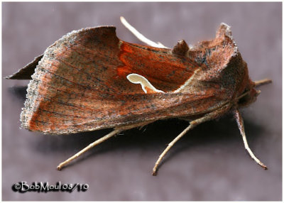 Celery Looper MothAnagrapha falcifera #8924