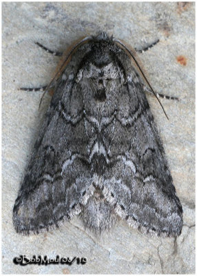 Double-lined Prominent MothLochmaeus bilineata #7999