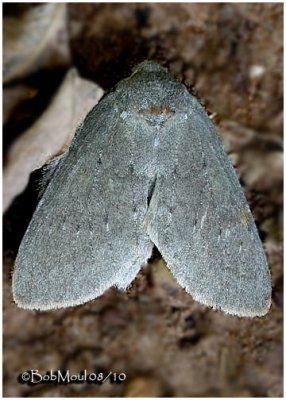 Saddled Prominent Moth-FemaleHeterocampa guttivitta #7994