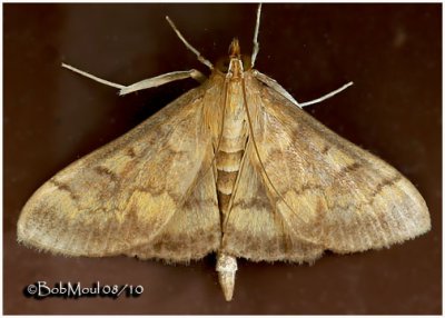 European Corn Borer Moth-FemaleOstrinia nubilalis #4949