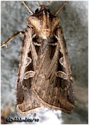  Subgothic Dart MothFeltia subgothica #10674