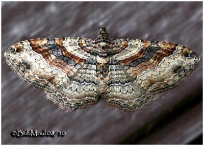Bent-line Carpet Moth-FemaleCostacovexa centrostrigaria #7416