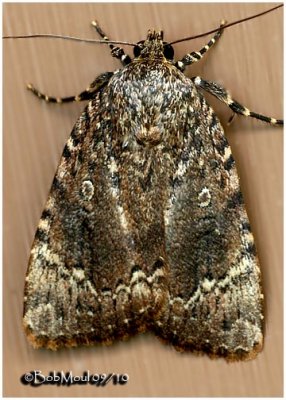 Copper Underwing MothAmphipyra pyramidoides  #9638