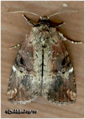 Variegated Midget  MothElaphria versicolor #9678