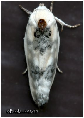 Schlaeger's Fruitworm Moth Antaeotricha schlaegeri  #1011