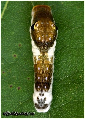 Spicebush Caterpillar (Early Instar)
