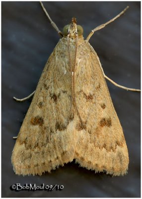 Garden Webworm Moth Achyra rantalis #4975