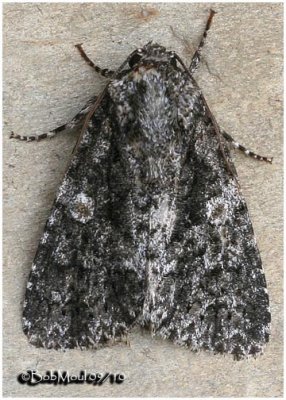  Afflicted Dagger  Moth Acronicta afflicta #9254