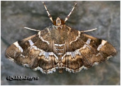Spotted Beet Webworm MothHymenia perspectalis #5169