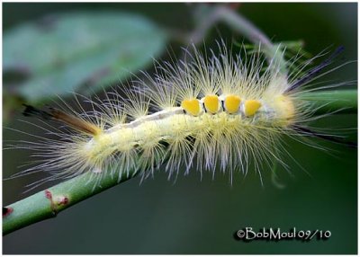 Definite Tussock Moth CaterpillarOrgyia definita  #8314
