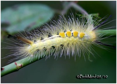 Definite Tussock Moth CaterpillarOrgyia definita #8314