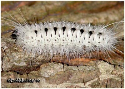 Hickory Tussock Moth Caterpillar Lophocampa caryae #8211