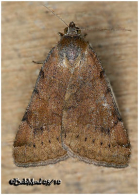 Forage Looper-AberrantCaenurgina erechtea #8739