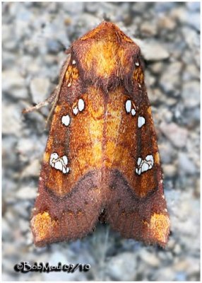 Indigo Stem Borer MothPapaipema baptisiae  #9485