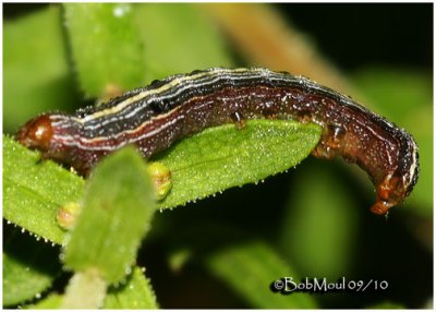 Yellow-striped Armyworm Moth CaterpillarSpodoptera ornithogalli #9669