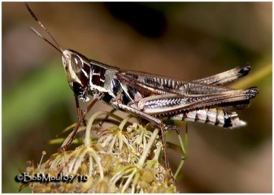 Admiral Grasshopper-Male