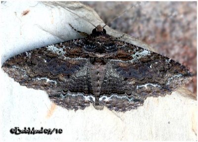 <h5><big>Lunate Zale Moth <br></big><em>Zale lunata #8689</h5></em>