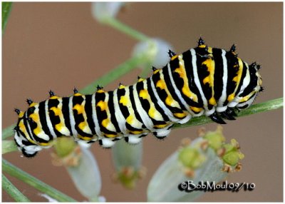 Black Swallowtail Caterpillar-Early Instar