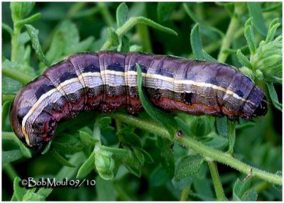 Yellow-striped Armyworm Moth CaterpillarSpodoptera ornithogalli #9669