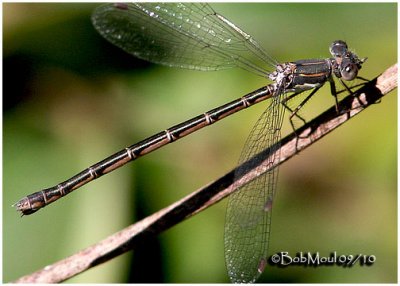Spotted Spreadwing-Likely