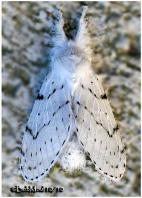 Dot-lined White MothArtace cribraria #7683