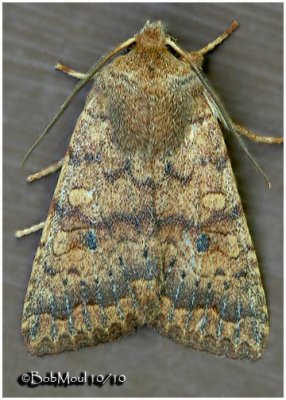Bicolored Sallow MothSunira bicolorago #9957