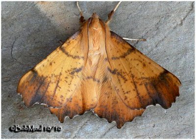 Maple Spanworm Moth-MaleEnnomos magnaria #6797