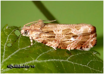 <h5><big>Macrame Moth<br></big><em>Phaecasiophora confixana #2771</h5></em>
