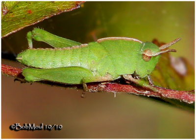 Northern Green-striped Grasshopper-Nymph