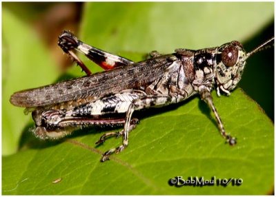 Pine Tree Spur-throat Grasshopper-Male