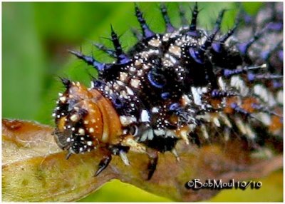 Common Buckeye Caterpillar