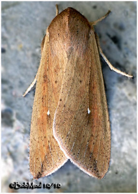 Armyworm MothMythimna unipuncta #10438