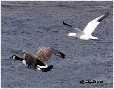 Canada and Snow Goose