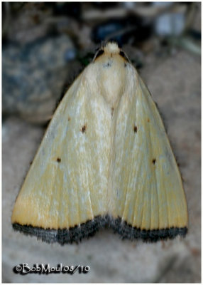 Black-bordered Lemon MothMarimatha nigrofimbria  #9044