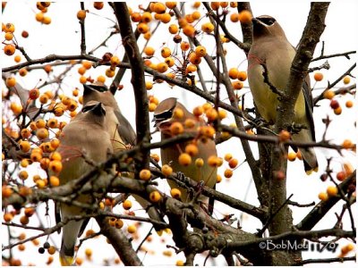 Cedar Waxwings
