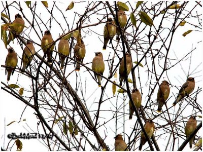 Cedar Waxwings