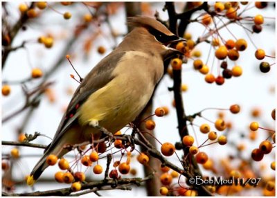 Cedar Waxwing