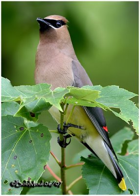 Cedar Waxwing