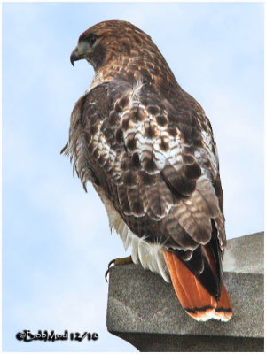 Red-tailed Hawk-Adult