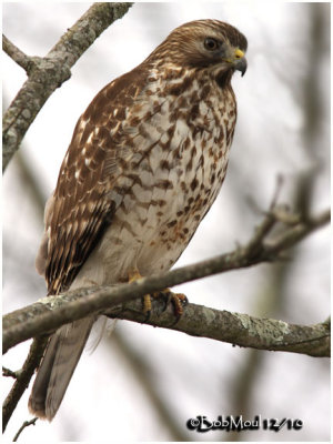 Red-shouldered Hawk-Juvenile