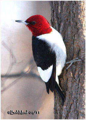 Red-headed Woodpecker- Adult