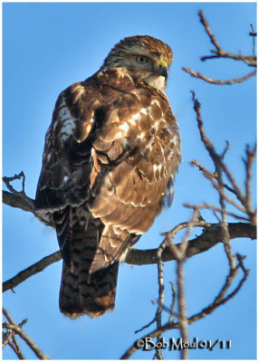 Red-tailed Hawk-Juvenile