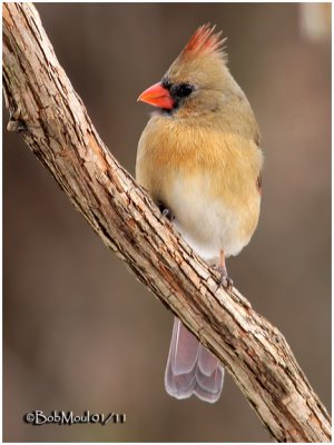 Northern Cardinal-Female